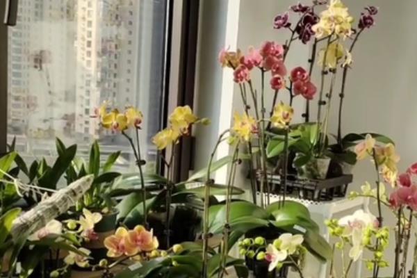 蝴蝶兰和跳舞兰的区别是什么，品种、花型和叶片均不同