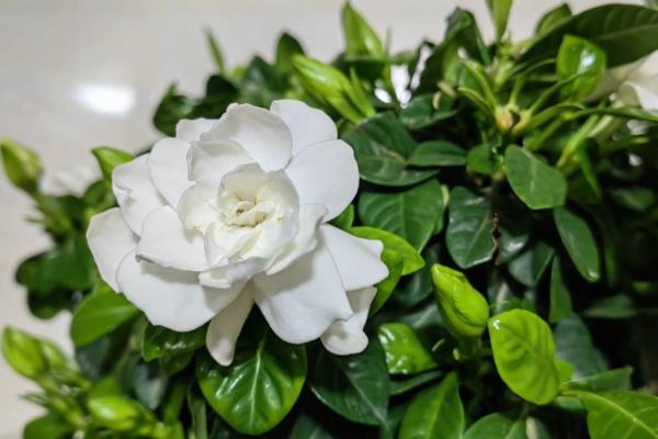 如何在北方养栀子花，尽量养殖在温度较高的地方