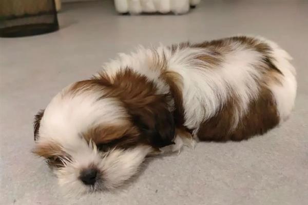 西施犬的寿命，一般能活10-15年