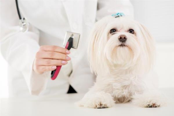 西施犬的寿命，一般能活10-15年