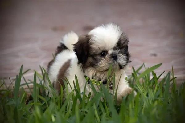 西施犬的寿命，一般能活10-15年