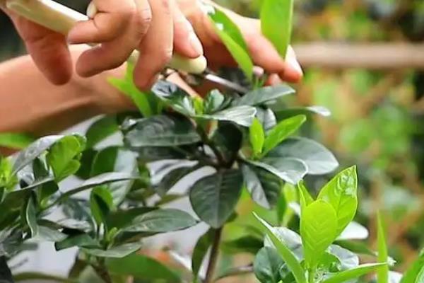 如何在北方养栀子花，尽量养殖在温度较高的地方