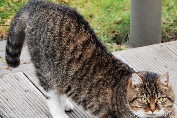 猫咪发情的症状，公猫发情最明显的表现就是随地小便