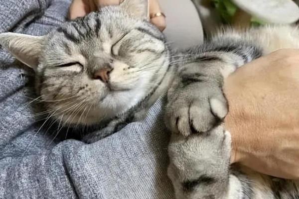 猫咪发情的症状，公猫发情最明显的表现就是随地小便