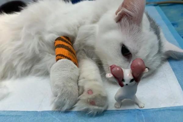 猫咪发情的症状，公猫发情最明显的表现就是随地小便