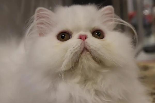 猫咪发情的症状，公猫发情最明显的表现就是随地小便