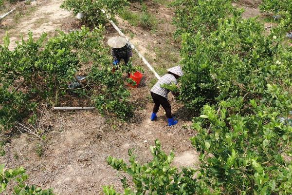 柠檬如何种植，嫁接时间在11月下旬至翌年2月底