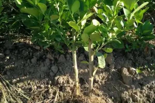 柠檬如何种植，嫁接时间在11月下旬至翌年2月底