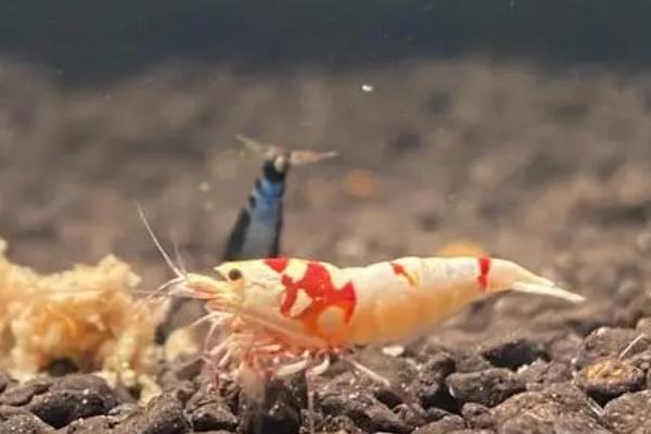 市场卖的活虾怎么养不死，投喂以植物性饲料为主