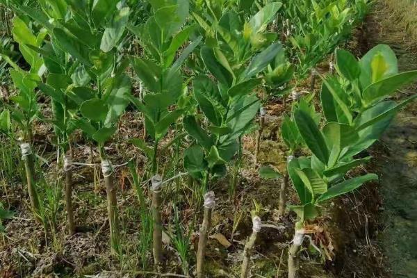 柠檬如何种植，嫁接时间在11月下旬至翌年2月底