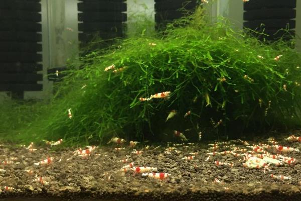 市场卖的活虾怎么养不死，投喂以植物性饲料为主