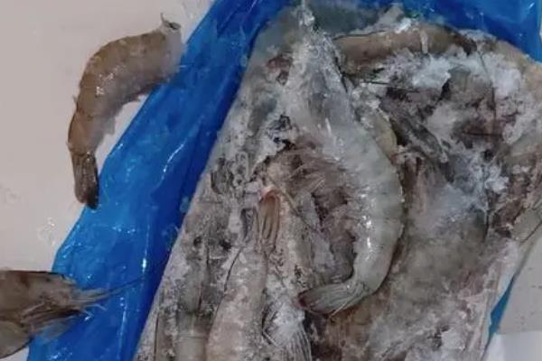 市场卖的活虾怎么养不死，投喂以植物性饲料为主