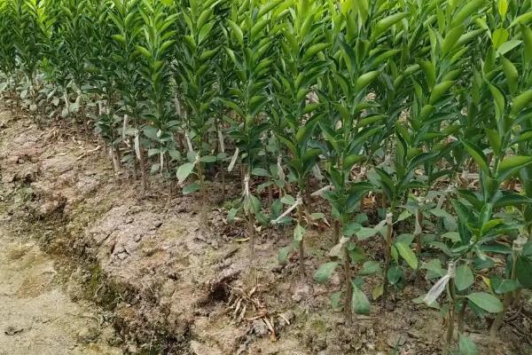 柠檬如何种植，嫁接时间在11月下旬至翌年2月底