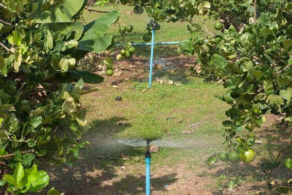 柠檬如何种植，嫁接时间在11月下旬至翌年2月底