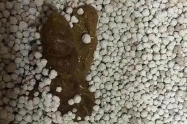 犬猫腹泻的原因，可能是营养性腹泻或细菌感染导致的