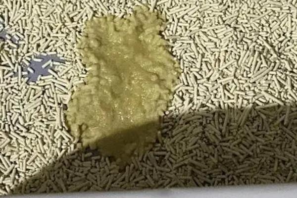 犬猫腹泻的原因，可能是营养性腹泻或细菌感染导致的
