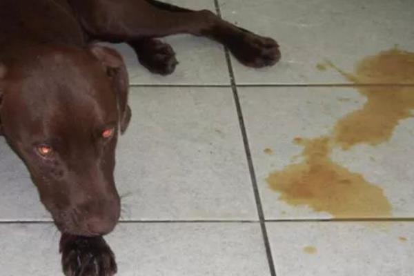 犬猫腹泻的原因，可能是营养性腹泻或细菌感染导致的