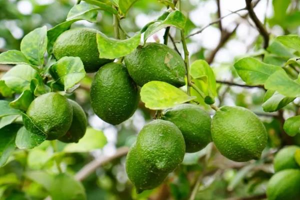 柠檬如何种植，嫁接时间在11月下旬至翌年2月底