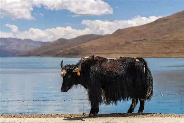 牦牛的生长周期,生长周期是4年左右