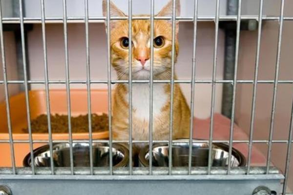 犬猫腹泻的原因，可能是营养性腹泻或细菌感染导致的