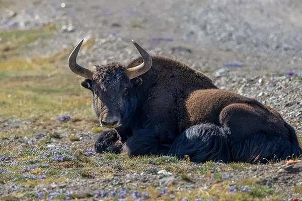 牦牛的生长周期,生长周期是4年左右