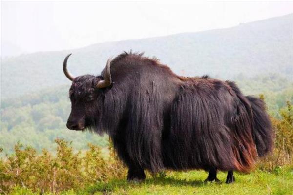 牦牛的生长周期,生长周期是4年左右