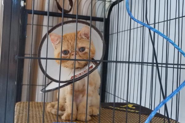 犬猫腹泻的原因，可能是营养性腹泻或细菌感染导致的