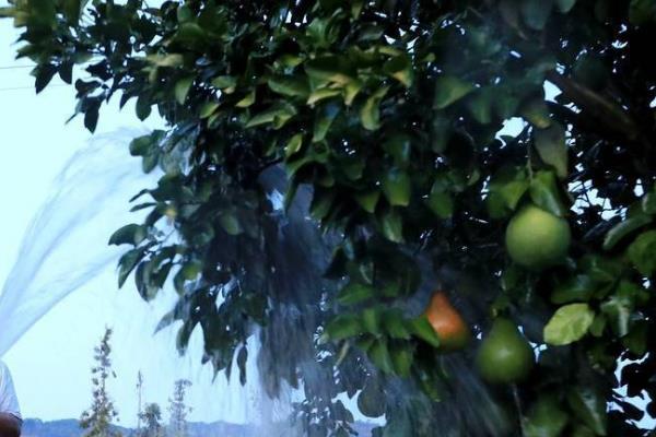 柠檬如何种植，嫁接时间在11月下旬至翌年2月底