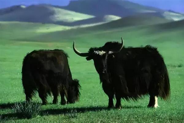 牦牛的生长周期,生长周期是4年左右