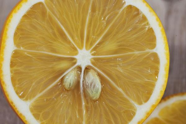 柠檬如何种植，嫁接时间在11月下旬至翌年2月底