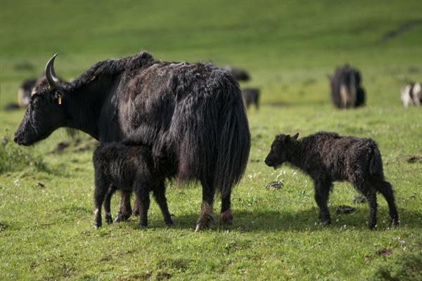 牦牛的生长周期,生长周期是4年左右