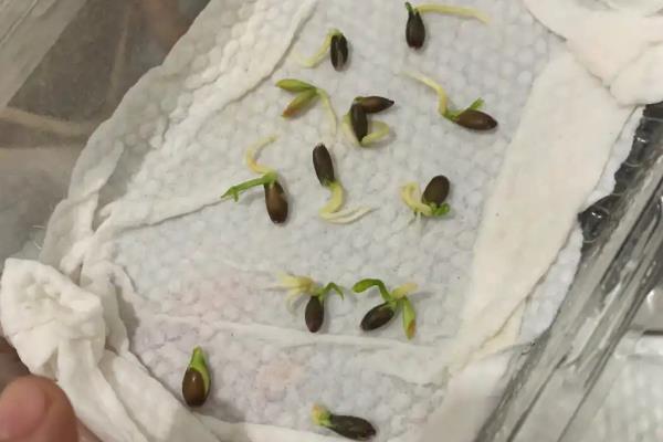 柠檬如何种植，嫁接时间在11月下旬至翌年2月底