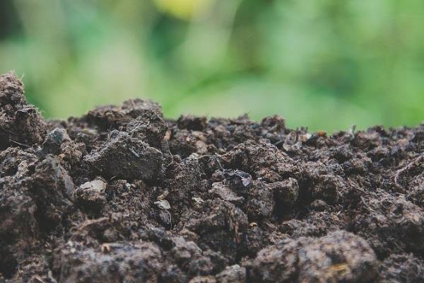 柠檬如何种植，嫁接时间在11月下旬至翌年2月底