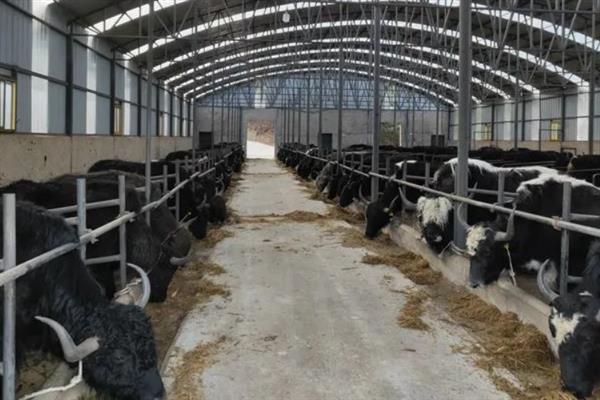 牦牛的生长周期,生长周期是4年左右