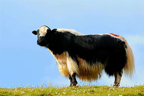 牦牛的生长周期,生长周期是4年左右