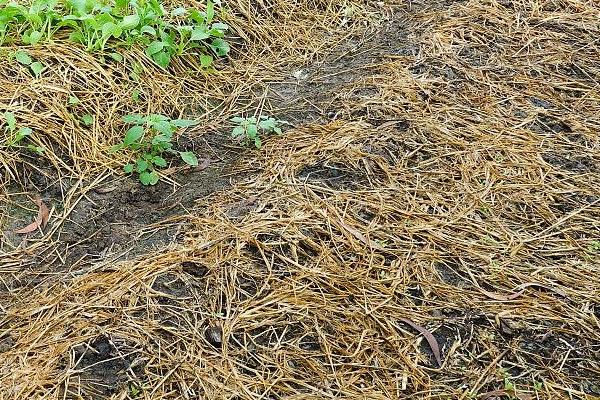 柠檬如何种植，嫁接时间在11月下旬至翌年2月底