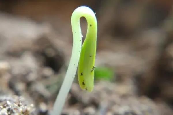 波斯菊一年四季都能播种吗，南方地区一年四季都能播种