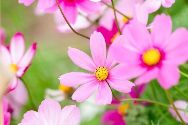 波斯菊一年四季都能播种吗，南方地区一年四季都能播种