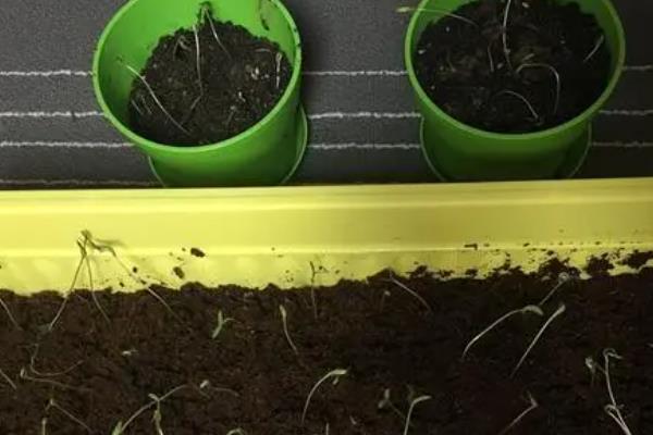 波斯菊一年四季都能播种吗，南方地区一年四季都能播种