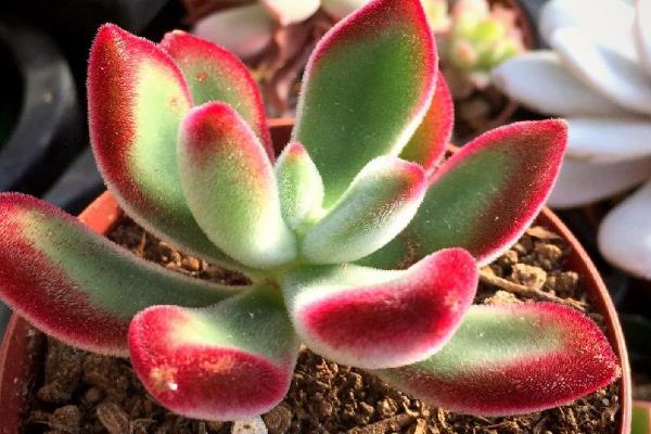 镜晃星多肉开花如何解决，需要将植株上长出的花朵剪掉