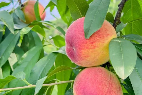 桃子的原产地,原产地在中国