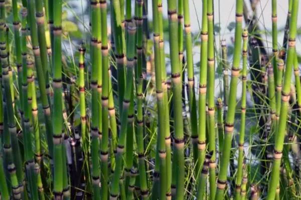 节节草如何种植，五月份种植为佳