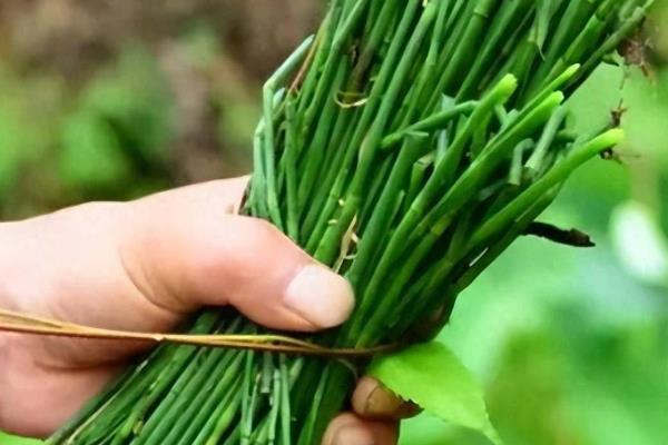 节节草如何种植，五月份种植为佳