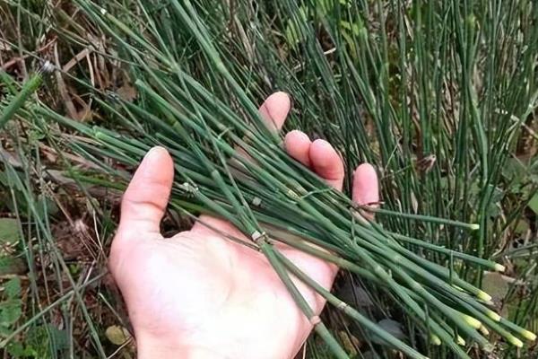 节节草如何种植，五月份种植为佳