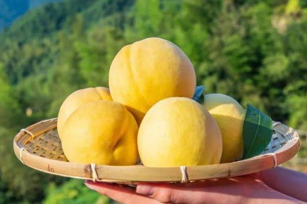 桃子的原产地,原产地在中国