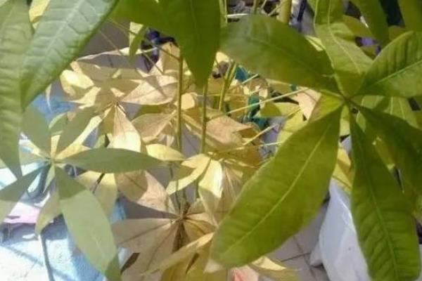 发财树叶子黄了怎么办，需定期开窗通风