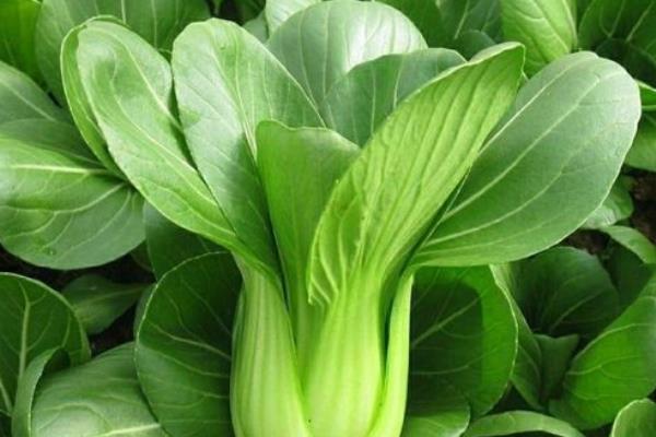 什么蔬菜喜阴凉，常见的有油菜、生姜等