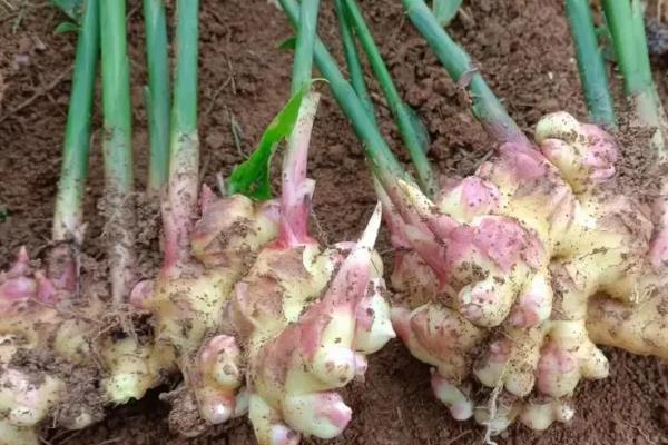 什么蔬菜喜阴凉，常见的有油菜、生姜等