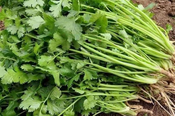 什么蔬菜喜阴凉，常见的有油菜、生姜等