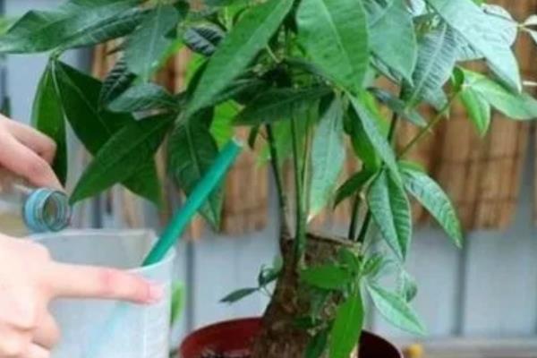 发财树叶子黄了怎么办，需定期开窗通风